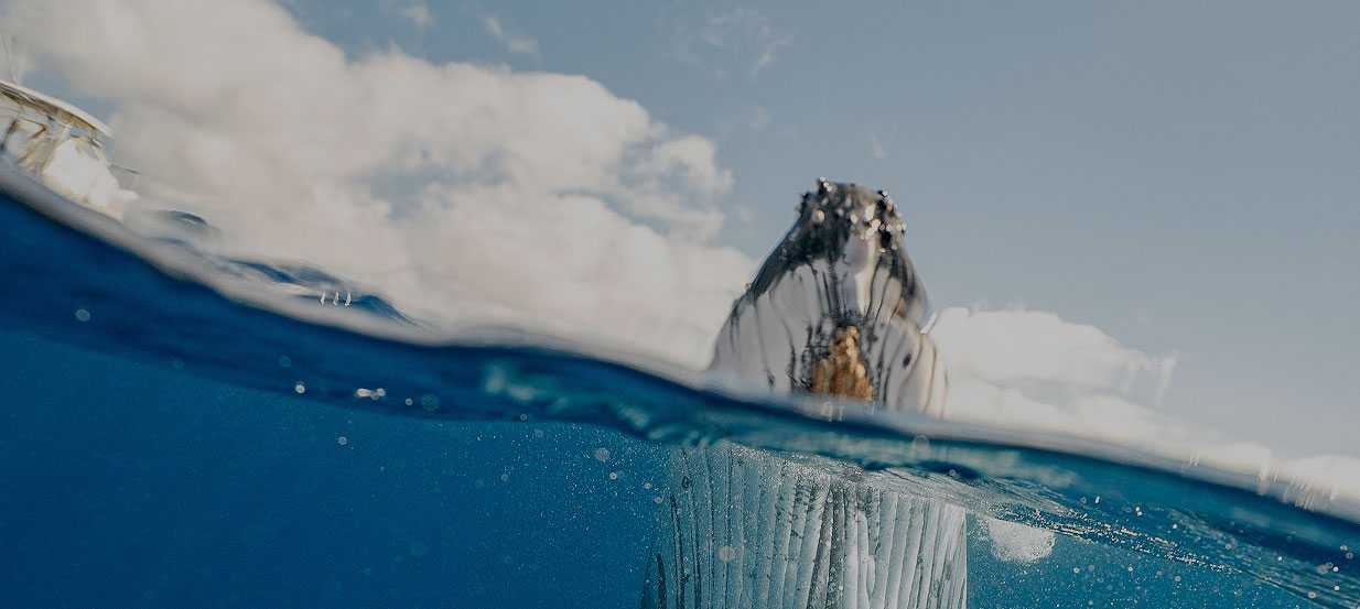 Whale Watching hero image